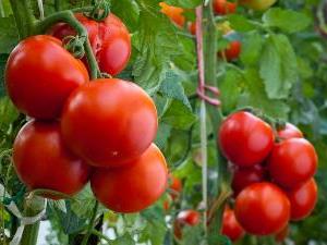 Goianápolis realiza mais uma Festa do Tomate