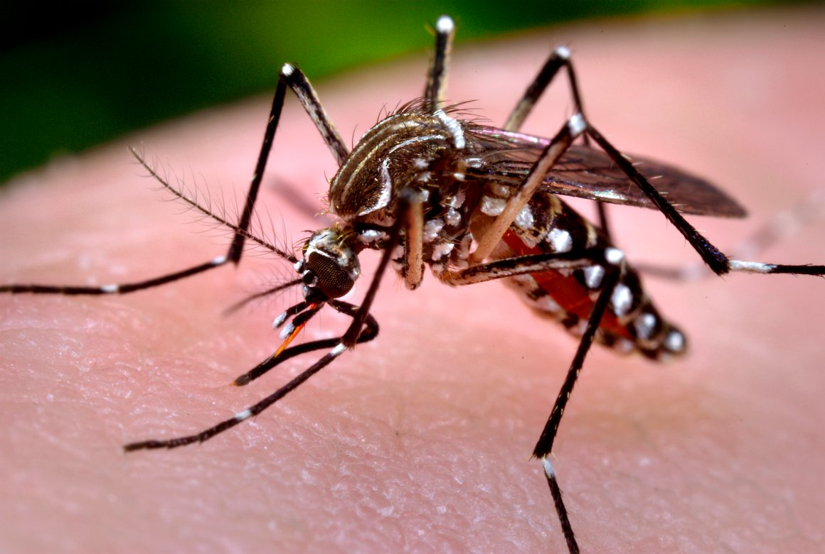 Semana Nacional de Combate ao Aedes convoca toda a população